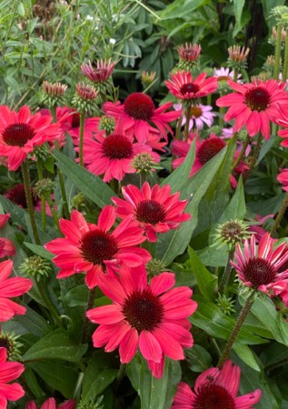 ECHINACEA purpurea SunMagic Vintage Red